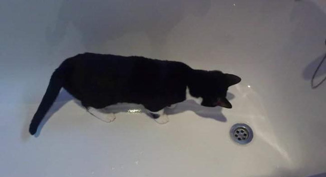 A tuxedo kitten in an empty white bathtub, looking curiously at the plughole
