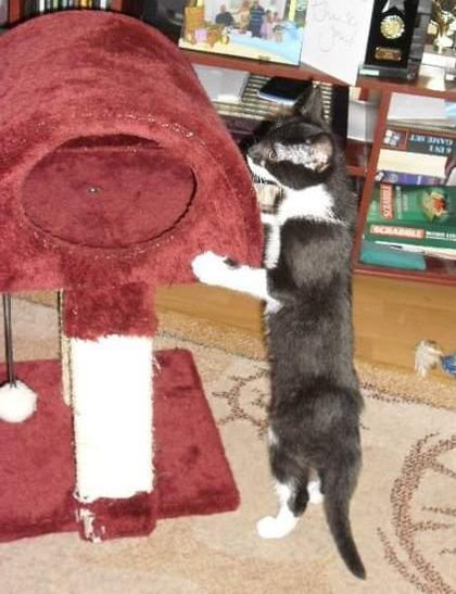A black and white tuxedo kitten stands up to tackle the enclosed raised bed of a red mini cat tree