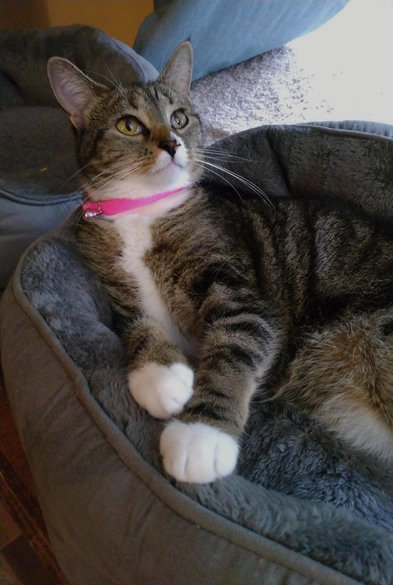 Pax, our brown tabby cat with white markings, is looking upwards with her amber-colored eyes as she lies in her grey cat bed.  She is leaning back with her forelegs out in front of her, showing off her white front paws.  A bright pink collar with a tiny pink bell is around her neck. 