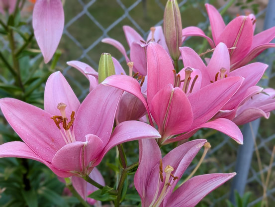 A close-up portrait of a cluster of vibrant pink lily flowers in full bloom, with small water droplets visible on their petals against a chain-link fence background.