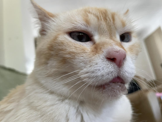 Close up photo of my cat’s face… with a bit of drool that I’m about to get for free as soon as she shakes her head