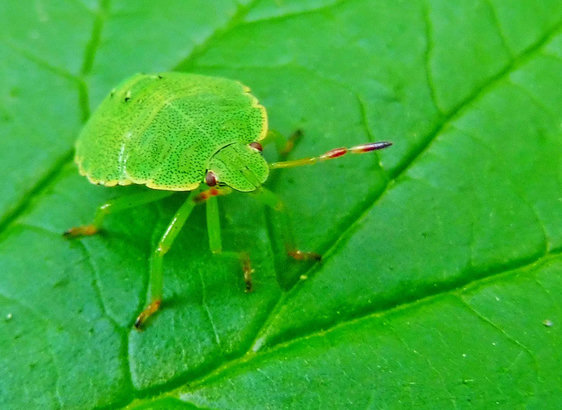 Eine grüne Stinkwanze auf einem grünen Blatt.