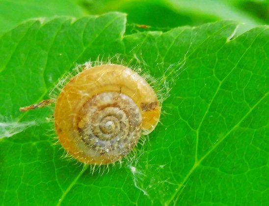 Eine haarige Schnecke auf einem Blatt,mit ein paar Spinweben um sie herum.