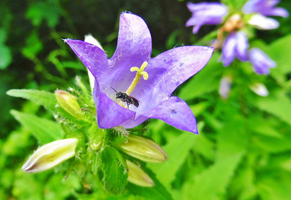 Ein Insekt in einer lilafarbenen Blüte.