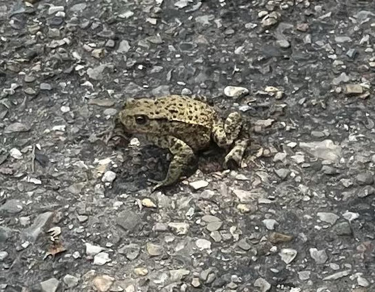 Small toad (5-6 cm)