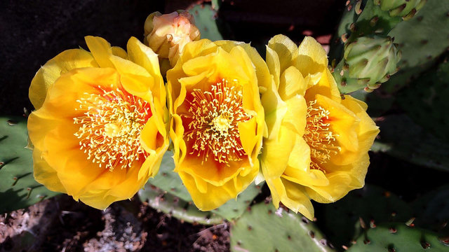 Prickly Pear Cactus. Three yellow blooms in a row. Petals form a cup shape with numerous yellow stamens in the bottom. Bloom in the middle looks a bit smushed from the tightly spaced adjacent flowers. Dark green pads in the background and one single bud next to the top right side of the right most flower.