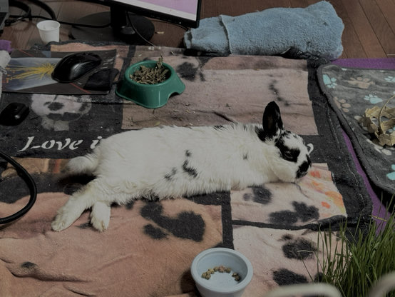 Beautiful, content bunny happily relaxes, feeling loved and chittering quietly.