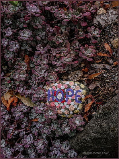 Small rosettes of succulent leaves in shades of grape purple, silver gray and sage green surround a stone in a flower bed. The stone is hand painted with splotches of white, pink, red peach and yellow. In the center of the stone the word Hope is painted in purple. The splotches around it make it seem to disappear in the medley. The flower bed has small golden brown debris from leaves and maple seeds.