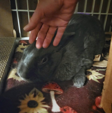 Small grey rabbit in a covered corner of her enclosure in a relaxed loaf pose, being petted by her human. 