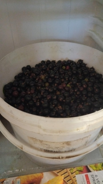 5kg bucket of blackcurrants, cooling in the fridge, 2 kg were already placed into containers and are freezing. 