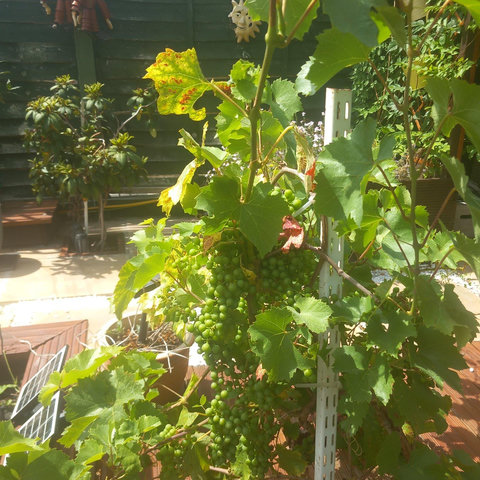 Grapes