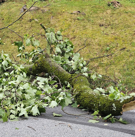 A large, moss-covered tree branch lying partly in the road after falling during the big storm last night. Smaller branches and twigs with green leaves, and a bird perched on one of the twigs.
