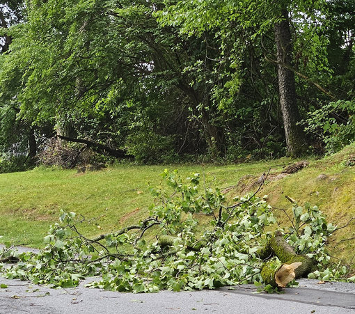 Another view of the fallen branch, showing the smaller branches coming from it spread out in the road. There are large trees in the background.