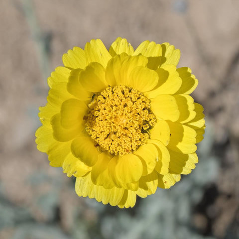 A square photo of a round yellow flower. The view is straight down at the flower. It is about an inch and a half in diameter and has four or five rows of yellow layered heart shaped pedals. The center is round and looks like hundreds of tiny yellow flowers.