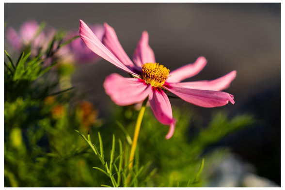 A close-up of a pink flower with long petals and a central cluster of yellow stamens, surrounded by green foliage. The background is softly blurred, emphasizing the flower.
