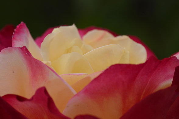 A closeup of a rose featuring layered petals in shades of yellow and pink