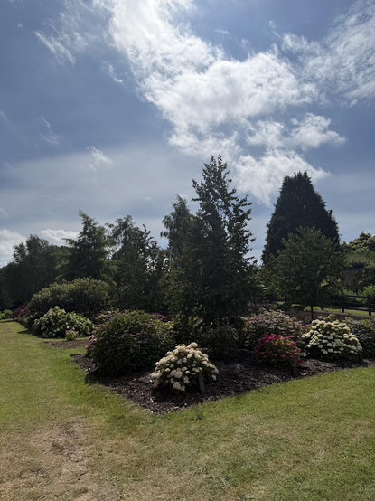 Flower bed with white and pink blooming bushes under a partly sunny sky with tall trees in the background.