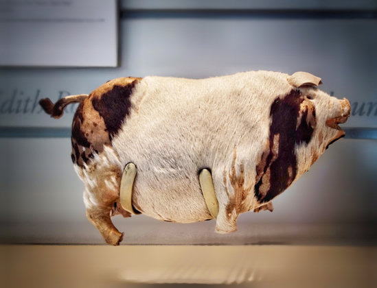 A preserved pig-shaped papier-mâché toy music box, covered in cream and dark brown patchwork pigskin with a small curved tail and yellowed ears, displayed behind glass in a museum case. This famous lucky pig was rescued with Edith Rosenbaum from the Titanic in April 1912. It plays 'The Maxixe' when its tail is twisted and was used by Edith to calm frightened children in the lifeboat.