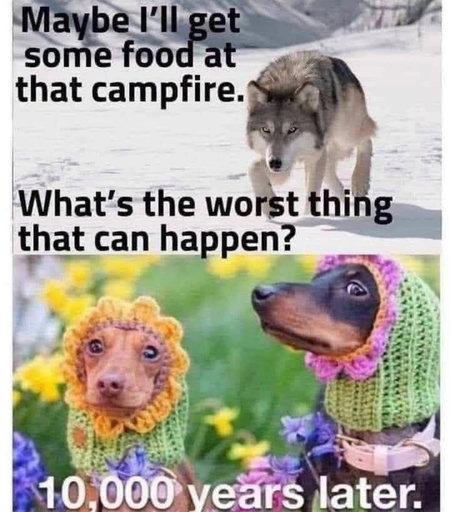 A split-screen meme.

Top panel: A wild wolf walks through the snow, with text overlay: "Maybe I'll get some food at that campfire. What's the worst thing that can happen?"

Bottom panel: Two small dachshund dogs wearing colorful, knitted flower hats look worriedly into the distance, with text overlay: "10,000 years later."