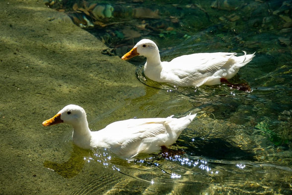 Zwei weisse Enten schwimmen von rechts nach links