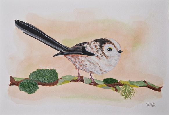 Watercolour and gouache painting of a long tailed tit perched on a lichen and moss covered branch