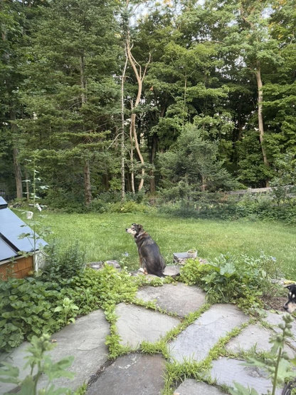 A dog would like to meet a squirrel.