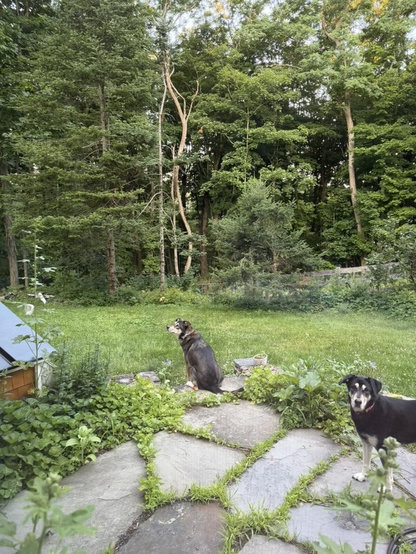 Really she wants to know if this means I'm about to let them back in to eat breakfast.