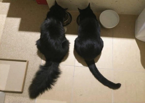 Photo of two black cats eating from their bowls next to eat other. One void kitty has long floofy hair, while the other has short hair.
