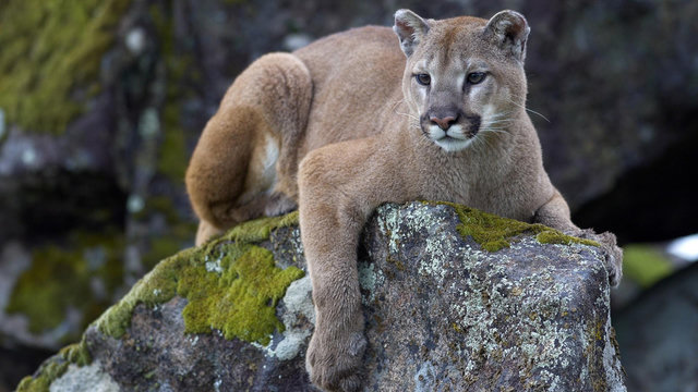 a mountain lion sitting on a mossy rock, hanging its paws off the front