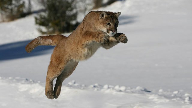 a mountain lion mid-pounce in a snowy environment with trees