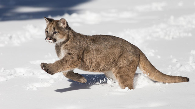 a mountain lion running through the snow, they look a lil bit silly and disheveled