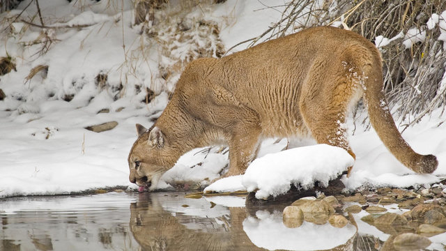 mountain lion in a snowy forest drinking from a lake