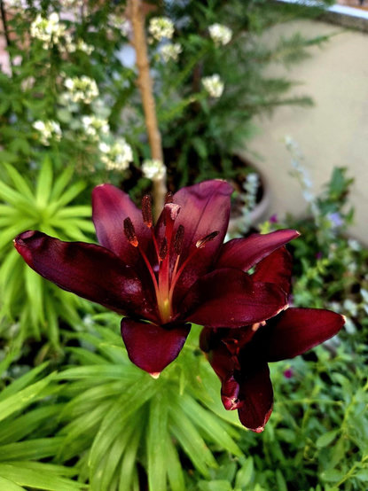 A close-up photo of a burgundy-colored Asiatic Lily in early open bloom.