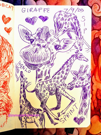 Sketchbook page of 5 drawings of giraffe in purple ink. The top has the text Giraffe and 7/9/25. The top has two hearts and to the right a giraffe bending down to drink and the text SIP. The bottom left is a closeup of a giraffe head and the text Henlo. To the bottom left is a giraffe in profile stretching up to some leaves. To the right is a running giraffe and the word Sprint. The bottom right is a head and neck of a giraffe looking to the left and a heart.