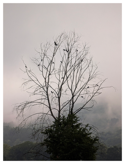 A tall, leafless tree with sparse branches stands against a misty, gray sky. Several crows perch on the upper branches. Dense, green foliage covers the tree’s base, and foggy hills are visible in the blurred background.