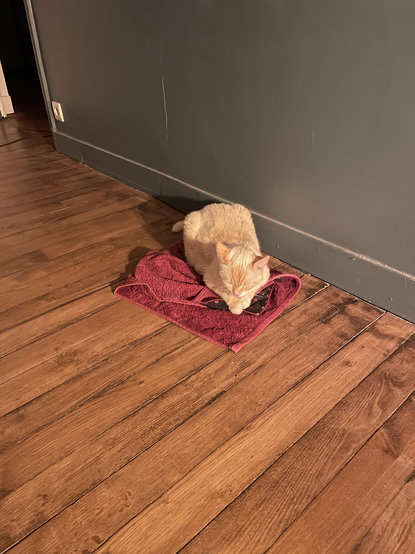 Photo of my cat on the floor of my bedroom; the floor is made of wood but she’s found a towel that I didn’t immediately pick up, and that’s her spot now
