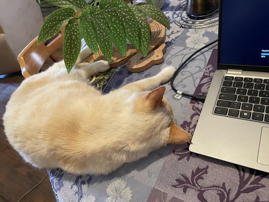 Photo of my cat resting next to the laptop