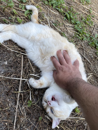 Photo of my cat on her back, asking for belly rubs