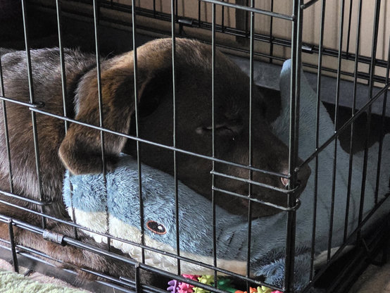 Koa, a chocolate brown Labrador Retriever pup, is fast asleep in his black wire crate, taking naptime comfort to a whole new level. His sweet head is squished deep into his favorite plush blue and white Blåhaj shark toy, which has officially transitioned from neighborhood watch partner to a premium orthopedic pillow. With his eyes tightly closed, floppy ears relaxed, and snout tucked in, he looks completely dead to the world. The shark's stitched eye and white felt teeth peek out right beneath Koa's chin, proving it's perfectly content being squished by its favorite sleepy protector. It’s a beautifully tender, loving, and slightly comical look at a little dog who knows exactly how to maximize his cozy den vibes.