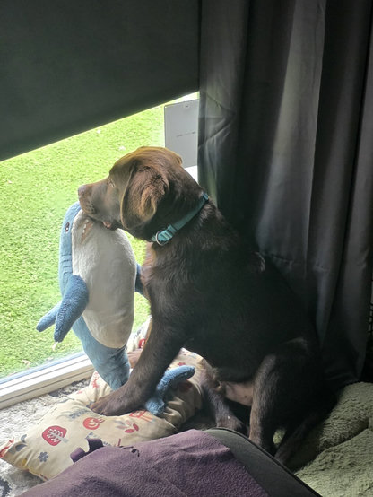 Koa, a young chocolate brown Labrador Retriever pup, takes his self-appointed role as neighborhood watch very seriously. Sitting attentively on a pile of comfy cushions next to a dark curtain, he peers out of a low living room window at the bright green lawn outside. He wears a light blue collar that perfectly coordinates with his co-captain for today's shift: a plush blue and white Blåhaj shark toy. Koa has the shark gently but securely held in his mouth by the head, as if ensuring his aquatic friend doesn't miss a single exciting thing happening on the street. With his rich, dark coat catching the light, his floppy ears alert, and his sharp focus fixed entirely on the view, he's the picture of adorable dedication. His little shark pal tags along for the ride, dangling happily as the ultimate lookout partner.