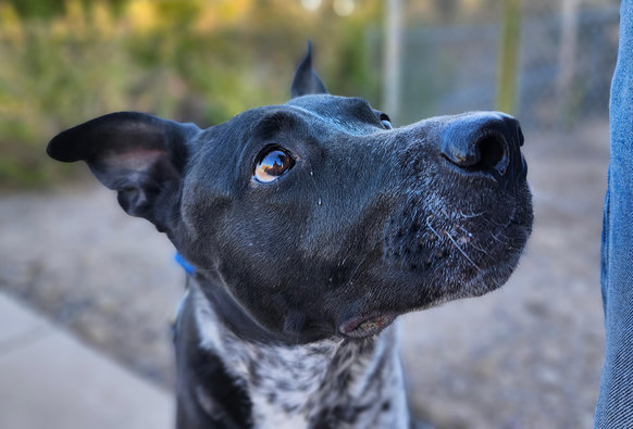close up of the beautiful face of a dog