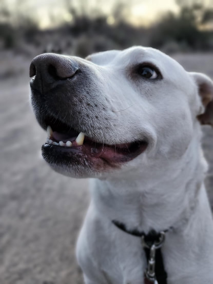 close up of the sweet face of a smiling dog