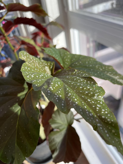 A close up of cane begonia leaves that are green with white spots on top, and red underneath