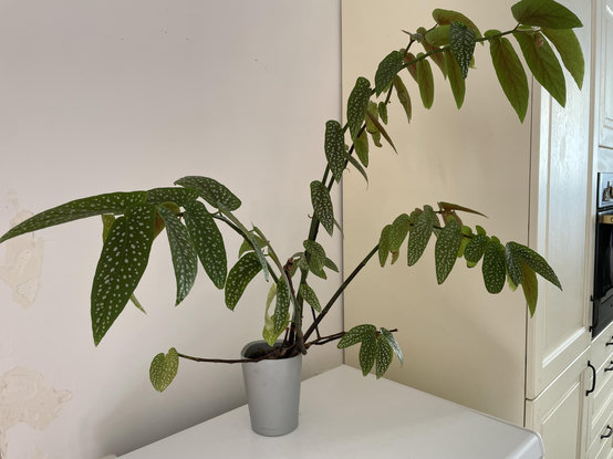 Photo of my main begonia plant
It’s in a small pot located on top of the freezer but it likes it there, so…