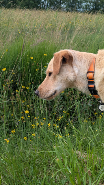 Luna watching a grasshopper between grass and flowers 🌹