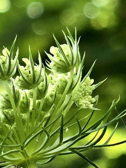 The underside of Queen Anne's lace, a weed with clusters of white flowers.
The image is distorted for bokeh effect.

