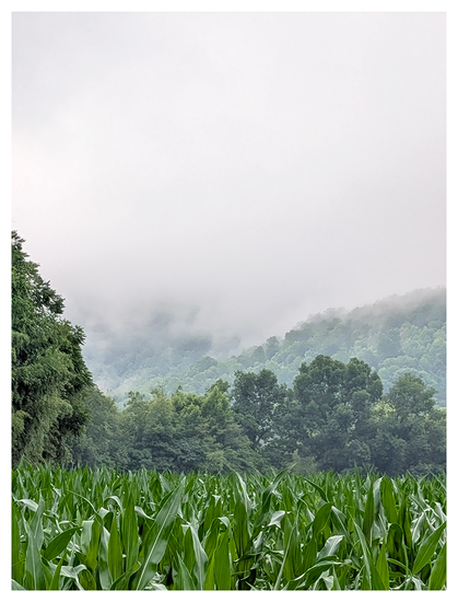 just after sunrise. a lush green cornfield fills the foreground, bordered by dense, leafy trees. behind the trees, misty hills rise and fade into a cloudy, overcast sky,