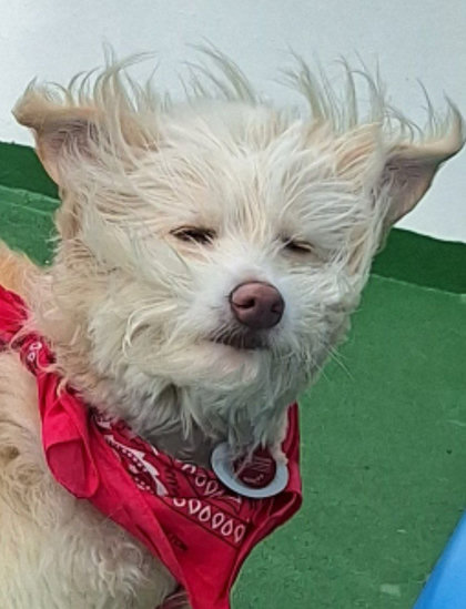 I fluffy dog subjected to sea breeze 