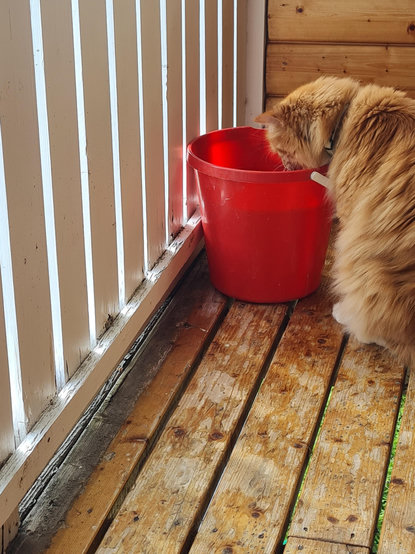 Röd katt dricker ur röd hink