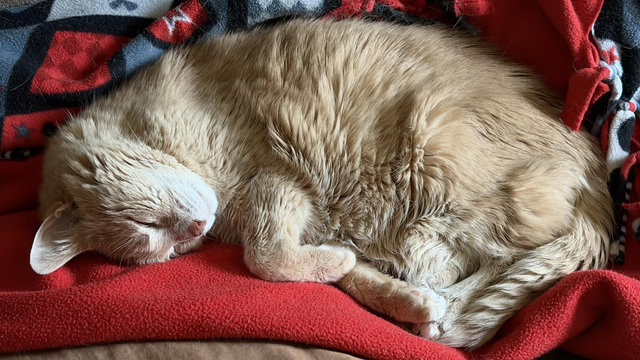 Large tan cat curled up asleep on his side on a red and black blanket.